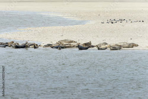 Seehundebank auf der ostfriesischen Insel Langeoog.