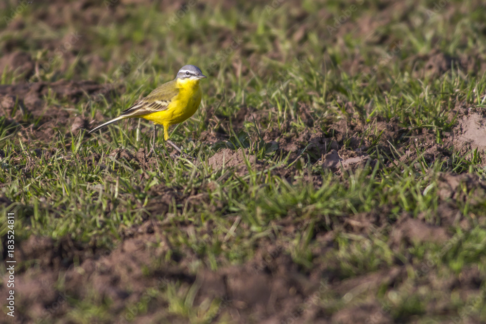Fototapeta premium Schafstelze (Motacilla flava)