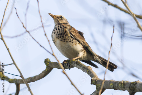 Wacholderdrossel (Turdus pilaris)