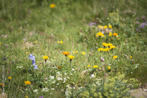 Alpenflora, Almwiese mit Wildblumen.