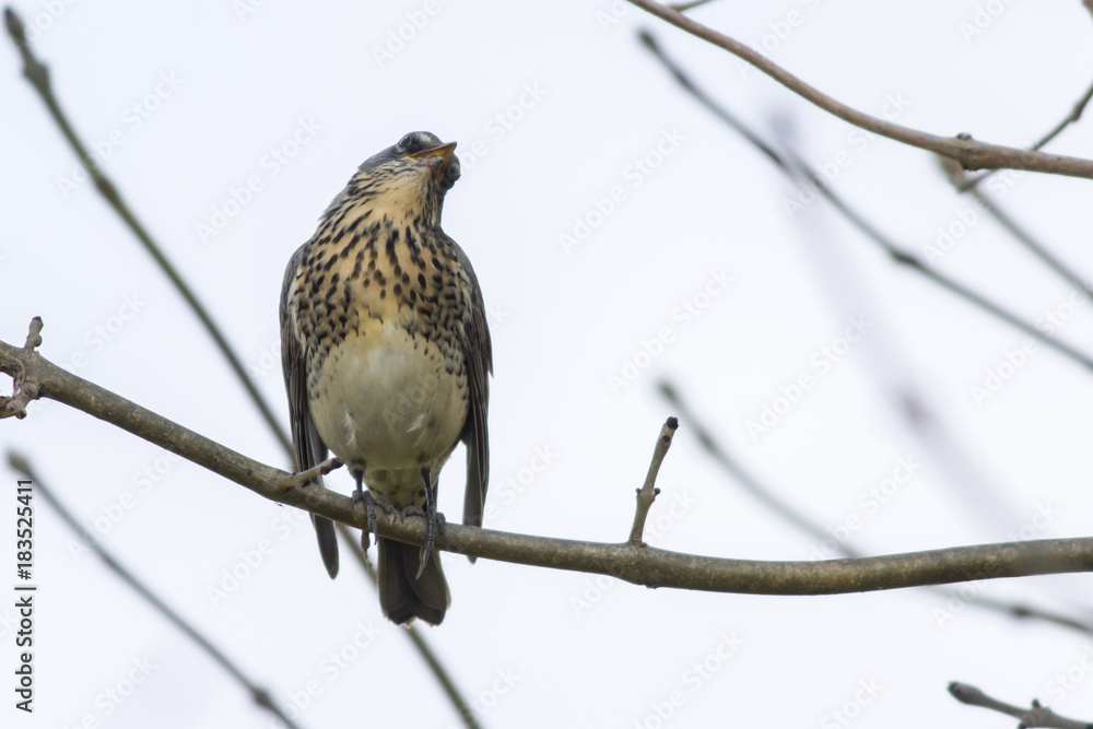 Wacholderdrossel (Turdus pilaris) Wacholderdrossel (Turdus pilaris)