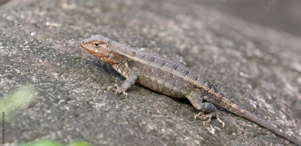 The yellow-spotted spiny lizard The yellow-spotted spiny lizard