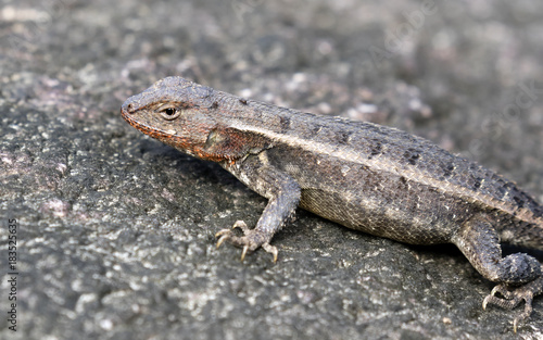 The yellow-spotted spiny lizard close up