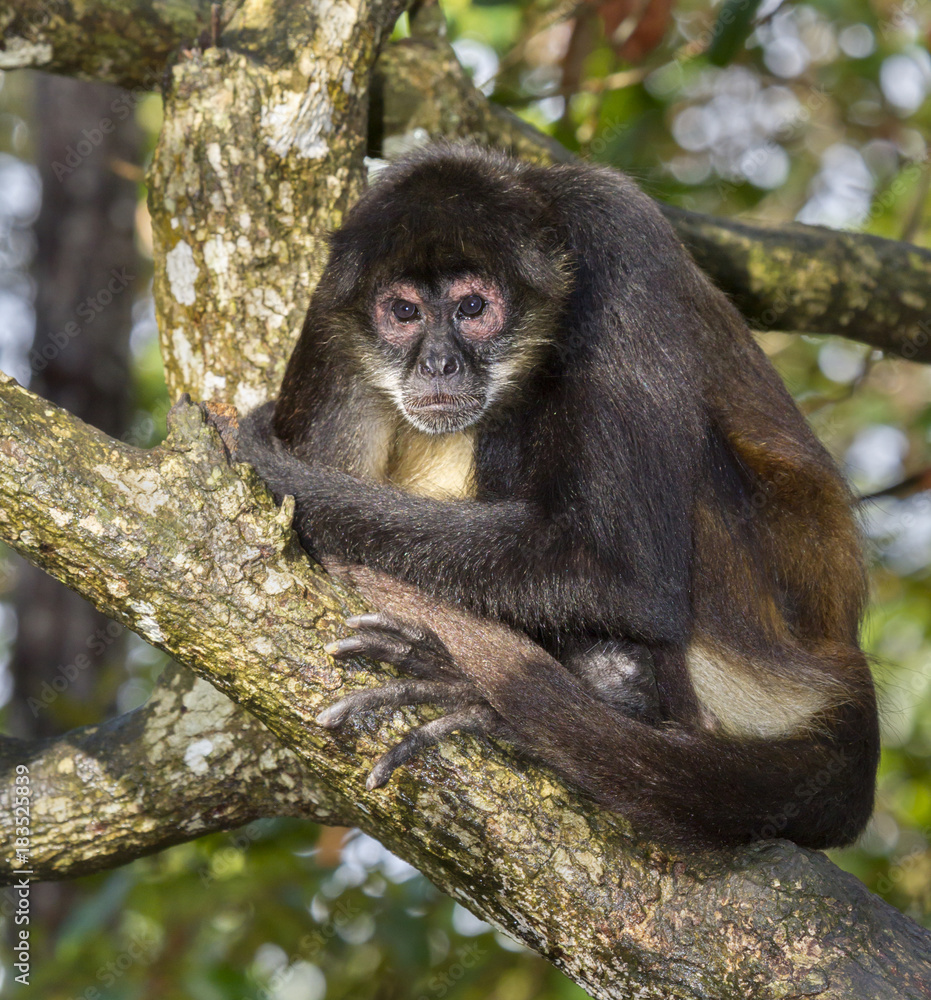 Naklejka premium Geoffroy's spider monkey portrait
