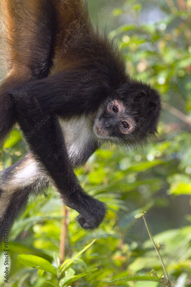 Naklejka premium Geoffroy's spider monkey close up