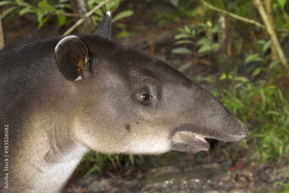 Fototapeta premium Baird's tapir
