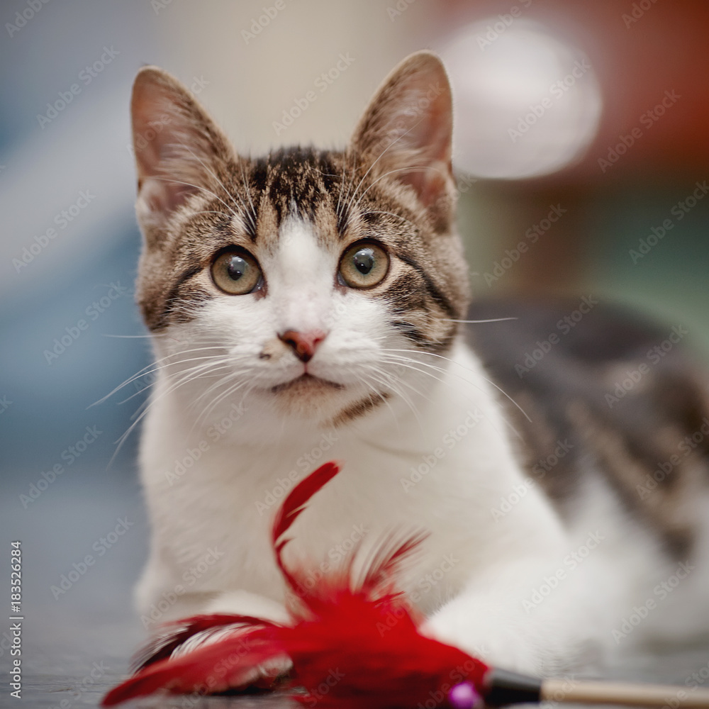 Portrait of the striped cat with a toy. Portrait of the striped cat with a toy.