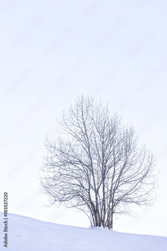 Snowy landscape background with trees Snowy landscape background with trees
