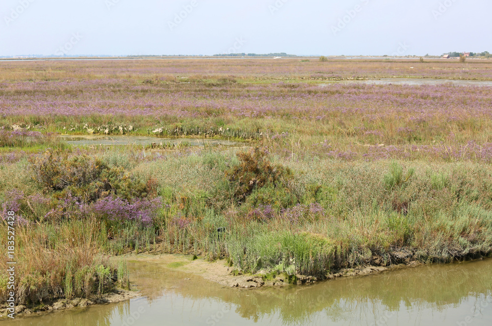 swampy wild landscape in the Venetian lagoon  called MESOLE in I