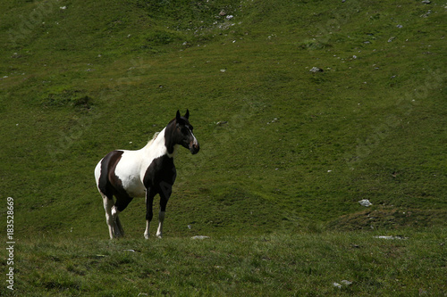 Pferd in den Alpen © Ulrich