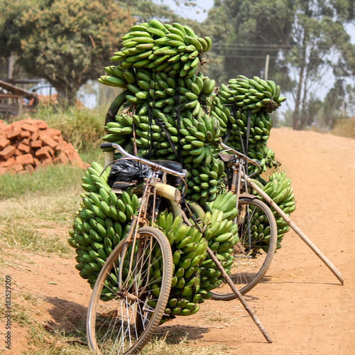 A lot of matoke banana bunches, traditional East African Food, stacked on a bike along a dirt road. Fort Portal, Lake Nkuruba, Uganda, East Africa