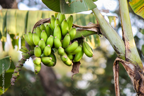 A tiny and very sweet banana variant growing on a tree in east Africa