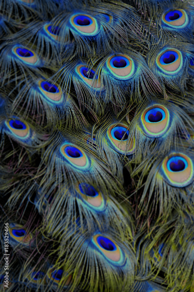 Fototapeta premium Abstract background of blue peacock feathers