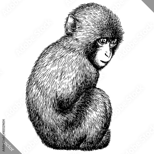 Photography black and white engrave isolated monkey vector illustration