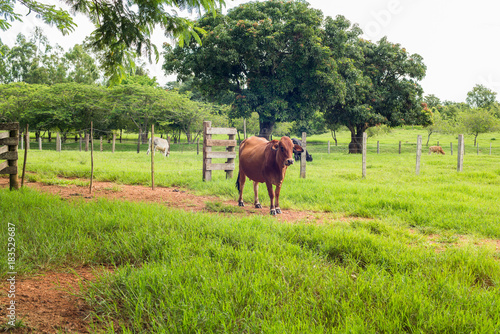 fazenda boi gado vaca © EDBS