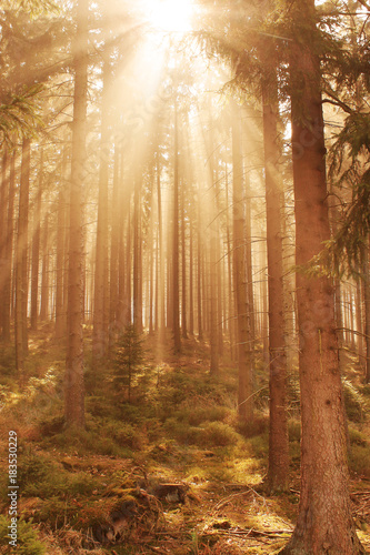 Mystische Waldstimmung im Sonnenlicht