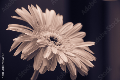 gerbera