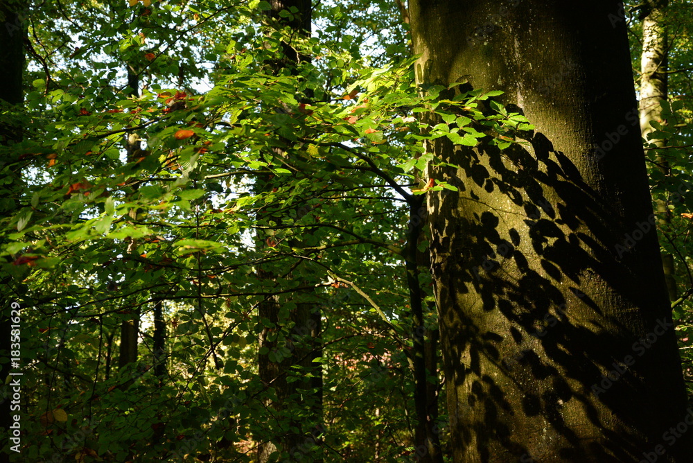 Fototapeta premium Baum