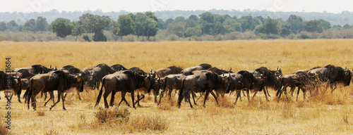 Blue Wildebeest or Brindled Gnu - Scientific name Connochaetes taurinus. Long line of individuals following the pack leader during the Great Migration
