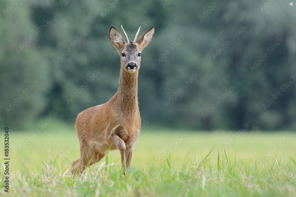 Deer Deer