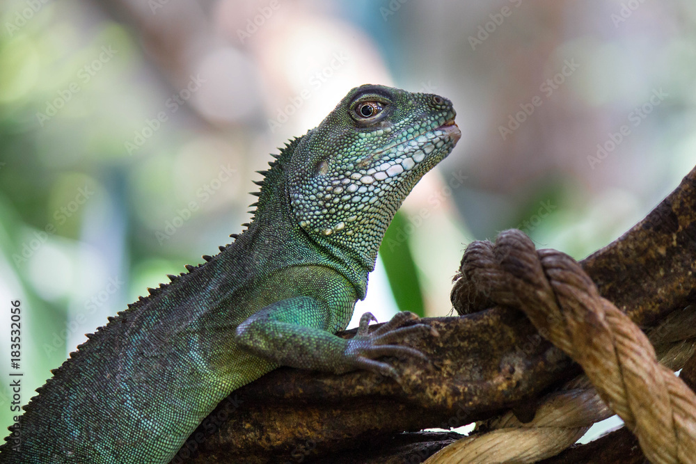 Fototapeta premium Chinese Wateragame or Physignathus cocincinus sitting on a log