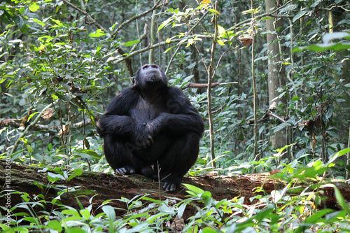 Sticker Common Chimpanzee - Scientific name Pan troglodytes sitting on a dead tree log o