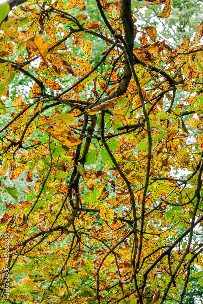 Diversely colored leaves on a Chestnut tree branch during autumn Diversely colored leaves on a Chestnut tree branch during autumn