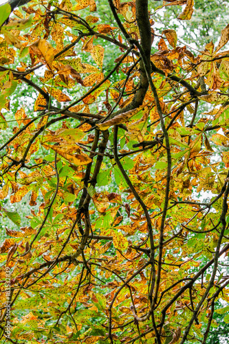 Diversely colored leaves on a Chestnut tree branch during autumn