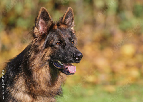 Deutscher Schäferhund