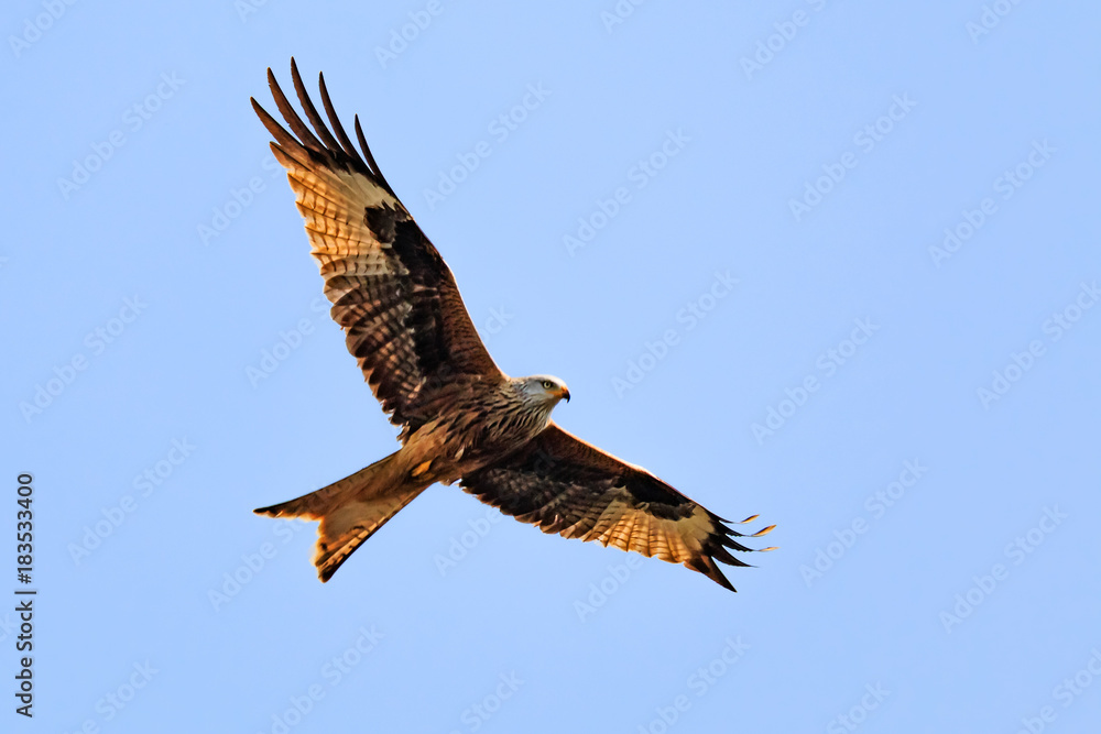 Obraz premium Rotmilan im Flug