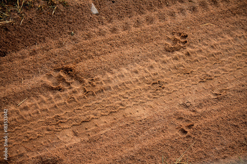 Footprints of an African Leopard spotted on the Safari road while on a game drive through the Masai Mara National Reserve, Kenya, East Africa. In search of the Big Five