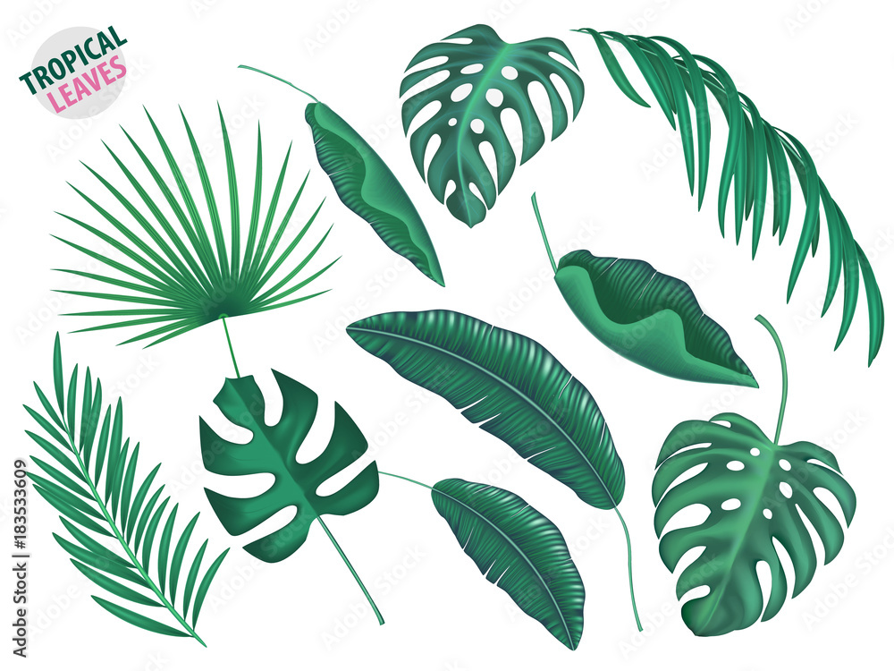 Tropical Leaves Vector Realistic Set Stock Vector Adobe Stock Tropical Leaves Vector Realistic Set Stock Vector Adobe Stock