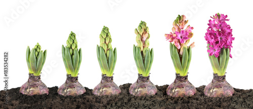 Fototapeta Naklejka Na Ścianę i Meble -  Hyacinth growth stage isolated on white background