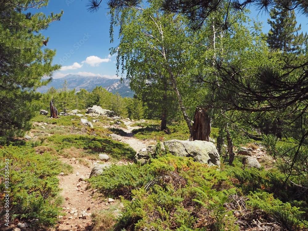 scenery mountain footpath in meadow on corsician alpes with big pine trees, green bushes and blue sky background