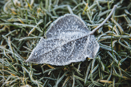 Close-up photograph of ice and frost on grass and leaves on a cold foggy winter morning in Poland