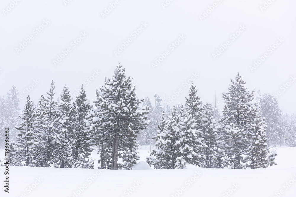 Group of Snow Covered Pine Trees during Blizzard Group of Snow Covered Pine Trees during Blizzard
