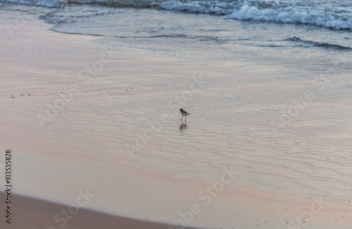 The lonely little birdie Sanderling walks in search of swag in strip of surf in the evening. 