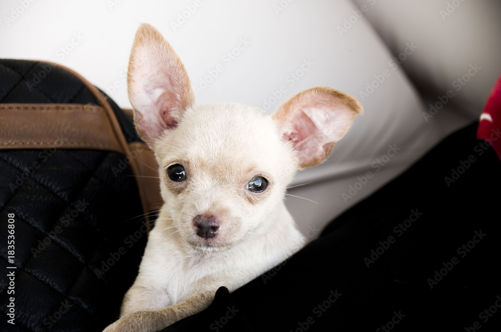 Chihuahua retrato