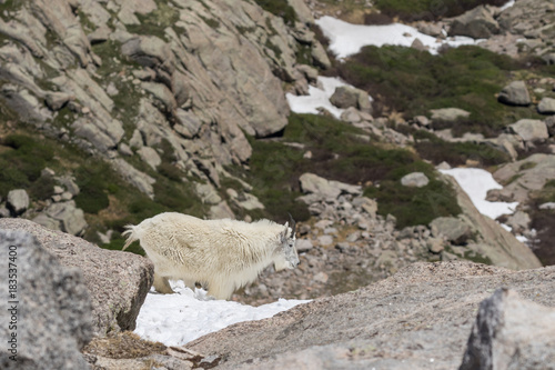 Mountain Goat in the Alpine
