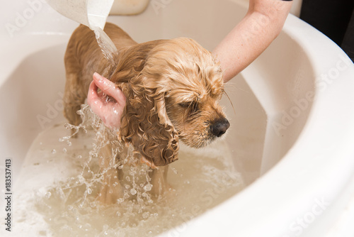 Fototapeta Naklejka Na Ścianę i Meble -  Grumer washes american cocker spaniel with foam and water