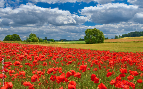Fototapeta Naklejka Na Ścianę i Meble -  View of poppy filed in summer countryside