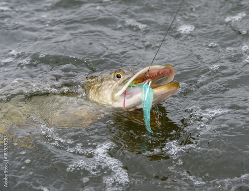Hooked northern pike caught by a flyfisherman with a colorful pike fishing fly on its mouth October cloudy day at the Baltic Sea in archipelago of Southern Finland.