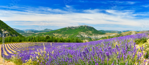 View of lavender field