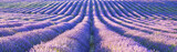 View of lavender field