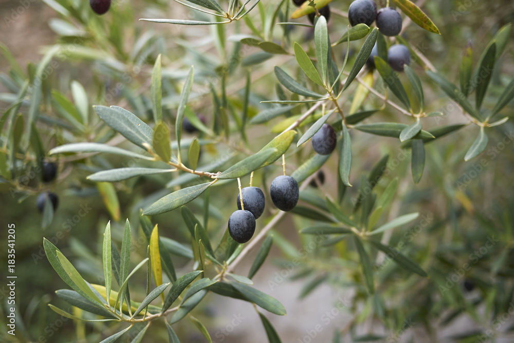 Olea europaea