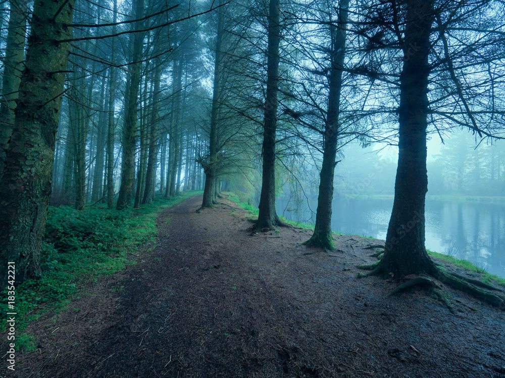 foggy forest morning,Northern Ireland