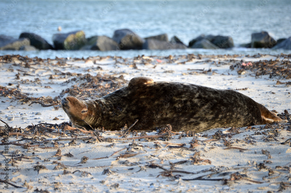 Seal sleeping on it's back Seal sleeping on it's back