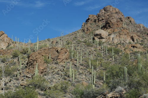 Mountain & Cactus forest