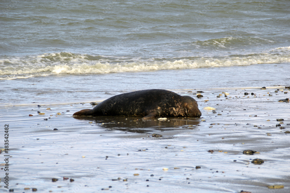 Fototapeta premium Seal relaxed on beach