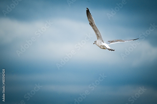 sea gull